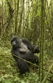 gorilla